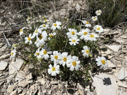 Melampodium leucanthum, Blackfoot Daisy