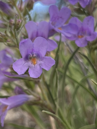 Penstemon auriberbis, Colorado Beardtongue