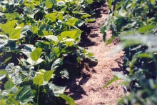 Grass clippings used as mulch in vegetable beds. Photo: CSU Extension